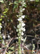 Image of Coulter's snapdragon