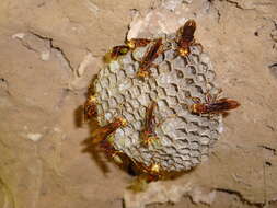 Image of Polistes cavapyta de Saussure 1853