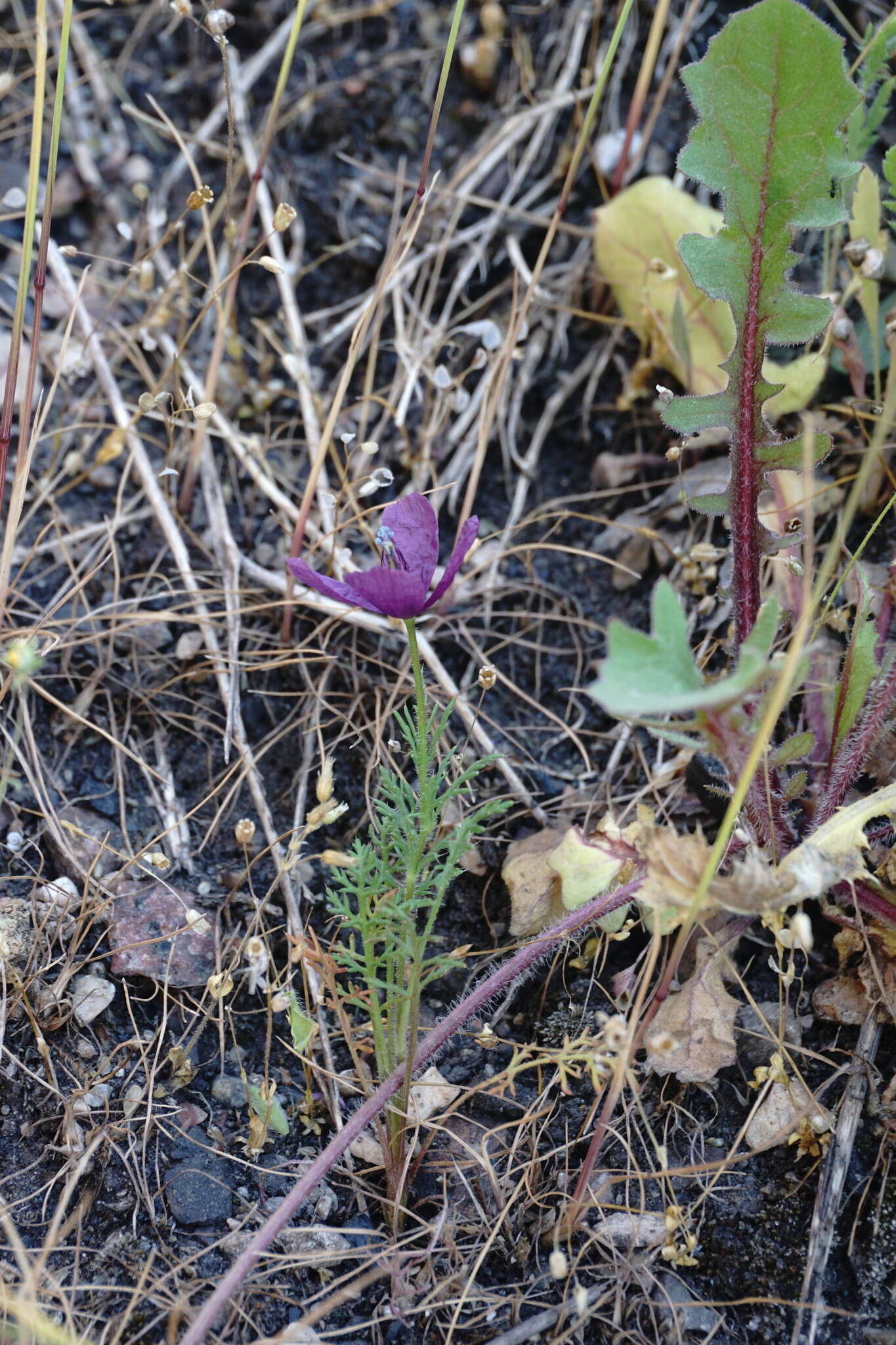 Roemeria hybrida (L.) DC.的圖片