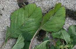 Amaranthus emarginatus subsp. emarginatus resmi