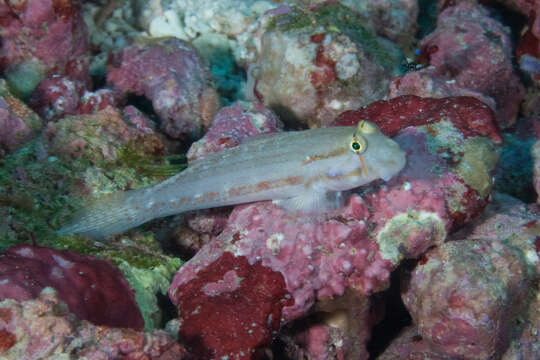 Image of Eyebar goby