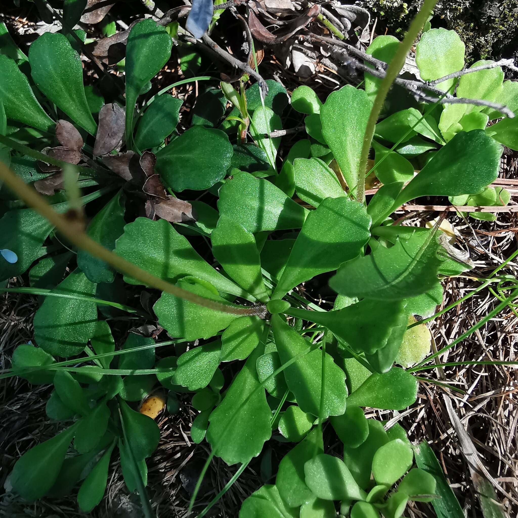 Image of Saxifraga cuneifolia L.