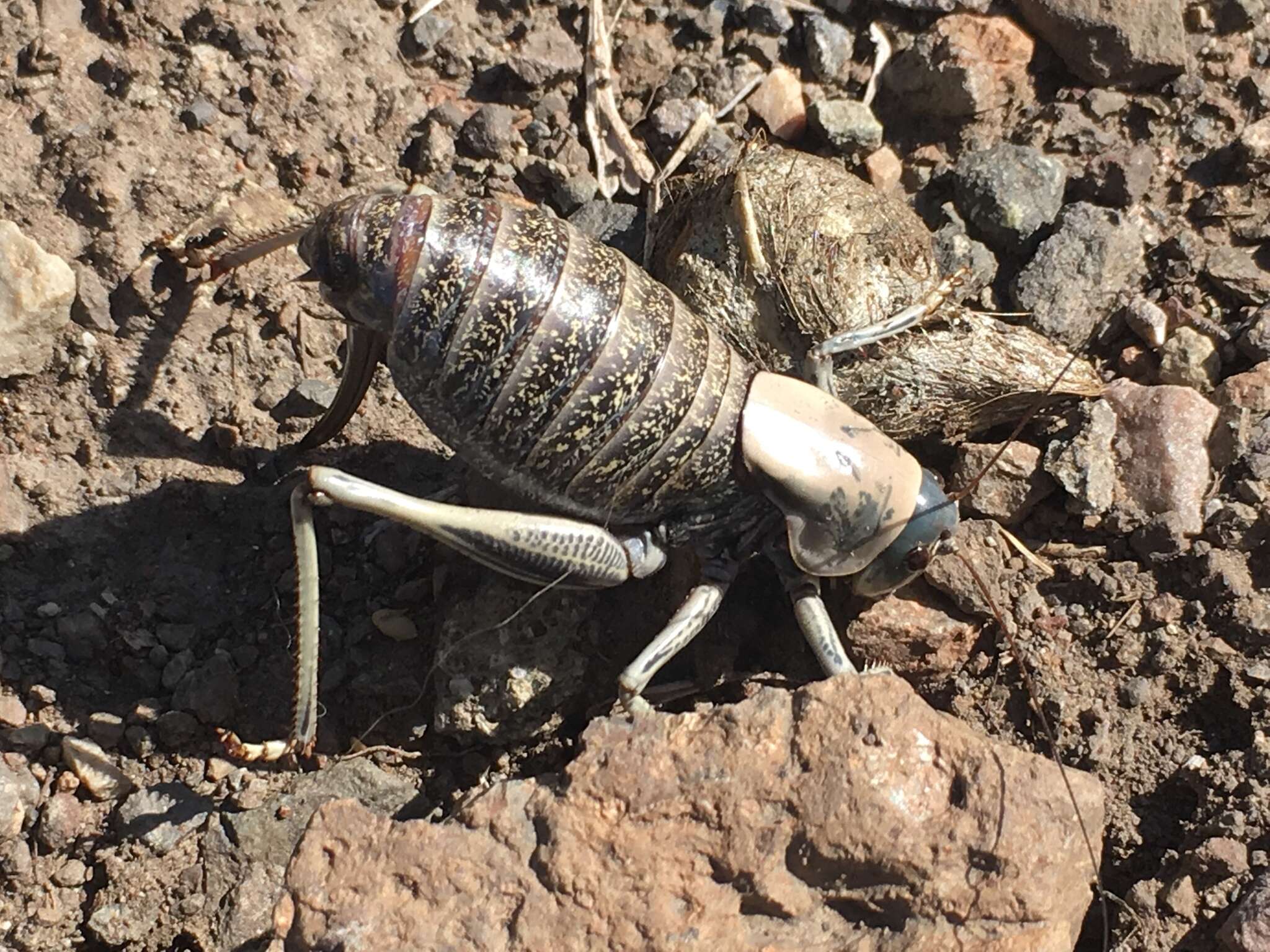 Image of mormon cricket