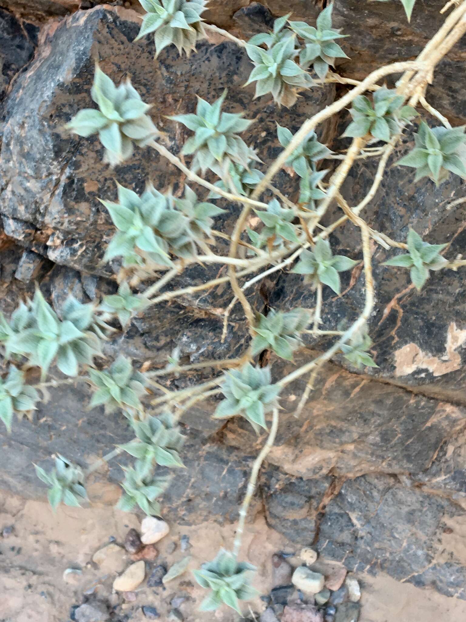 Image of woolly sage