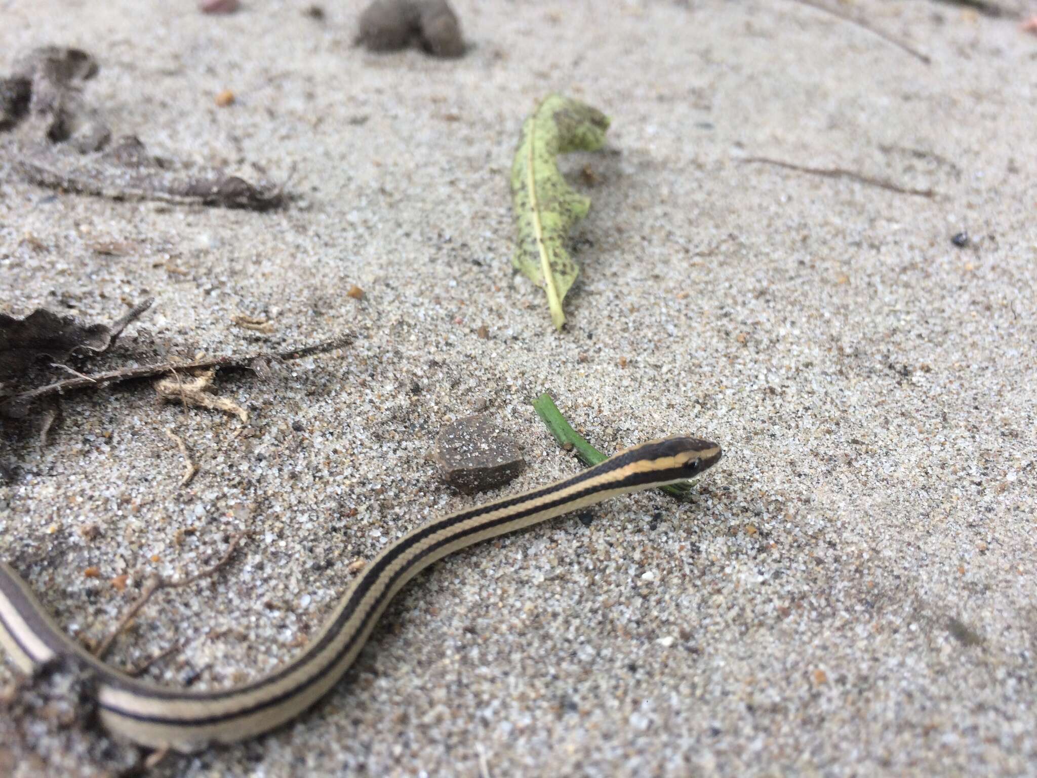 Plancia ëd Lygophis lineatus (Linnaeus 1758)