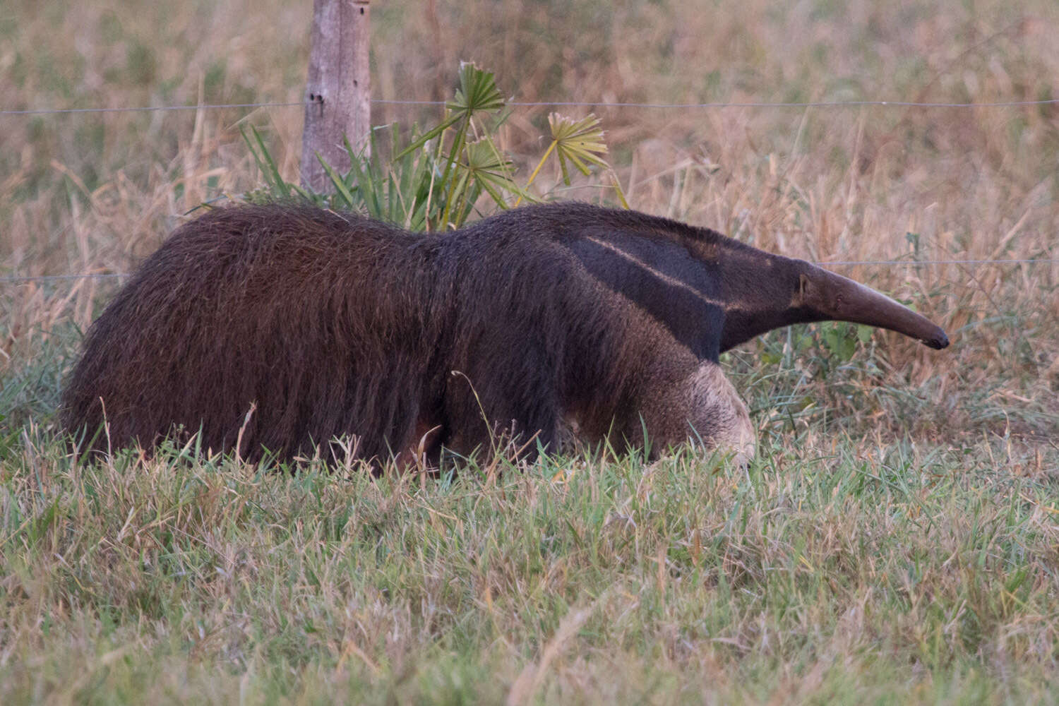 Image of Giant anteaters