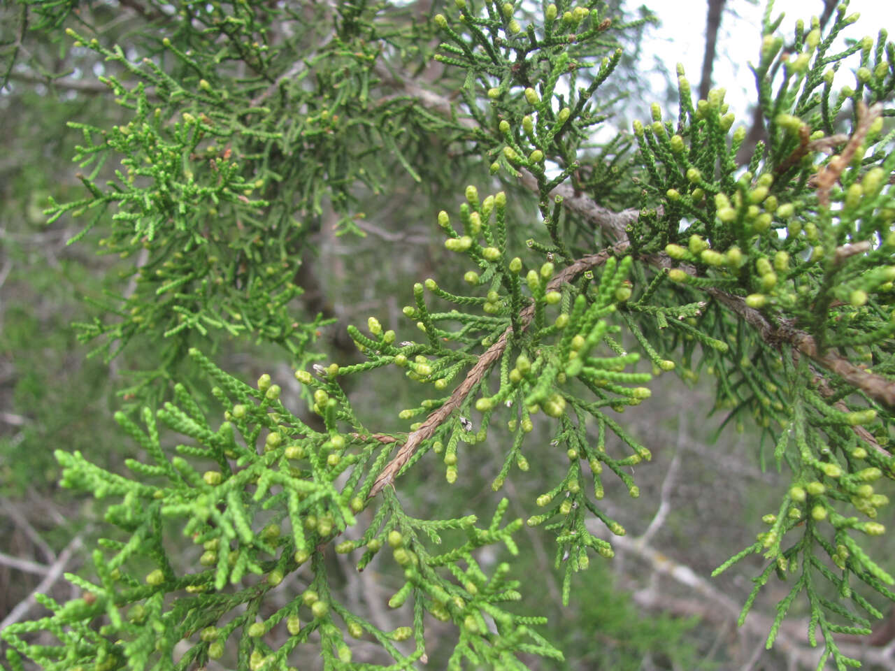 Plancia ëd Juniperus ashei J. T. Buchholz