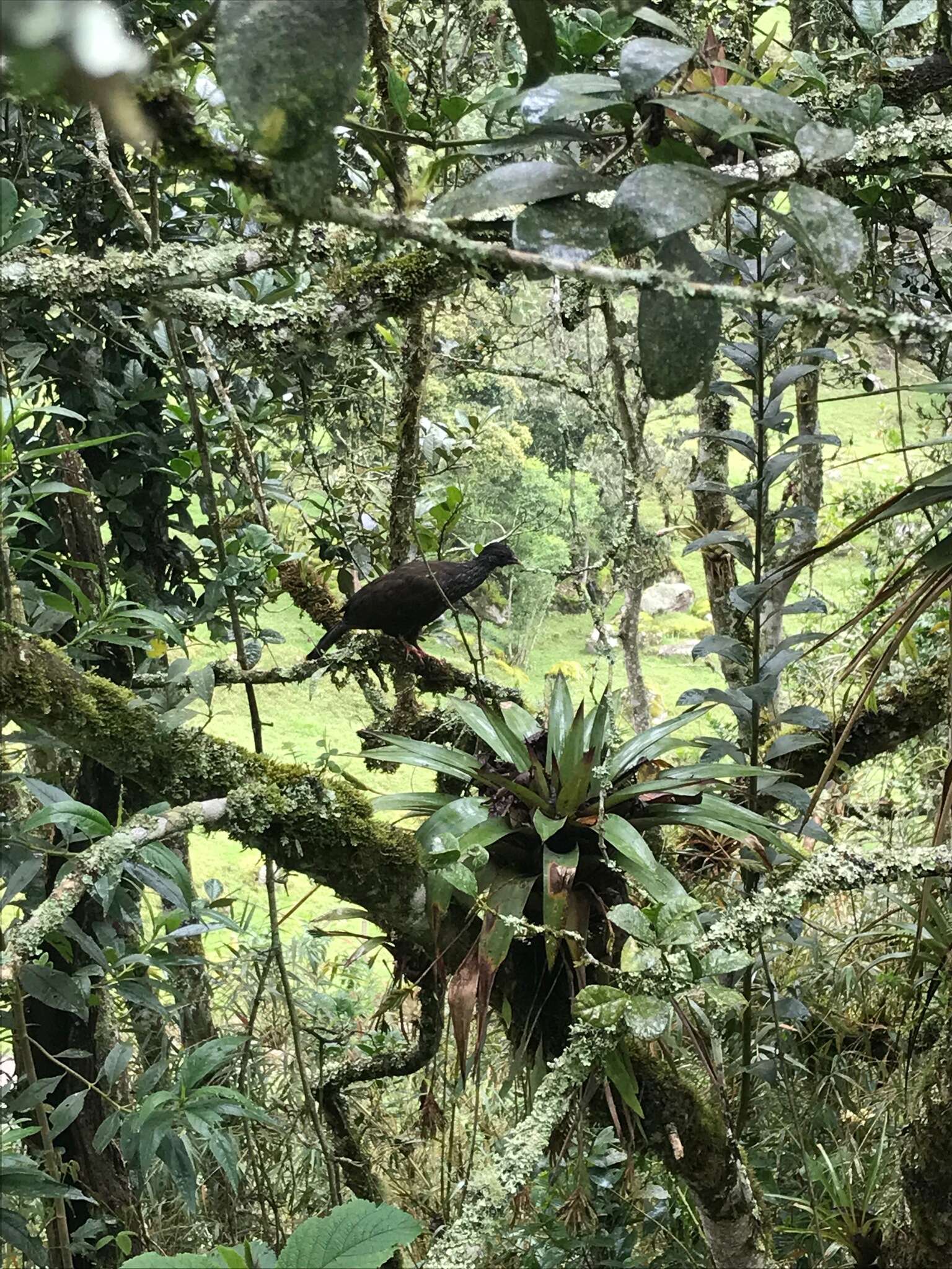 Image of Andean Guan