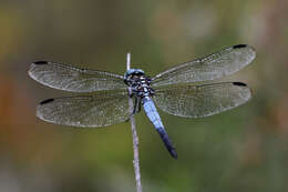 Image of Gray-waisted Skimmer