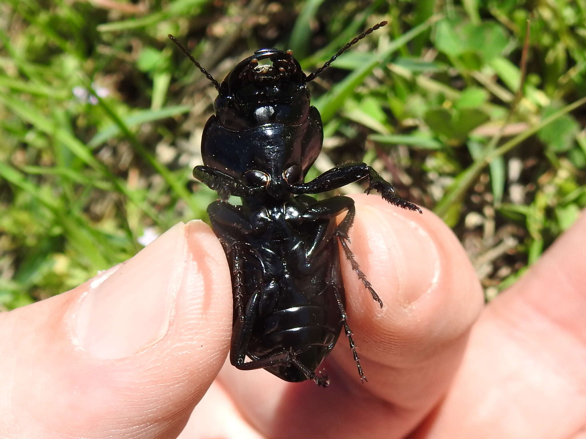 Image de Pasimachus (Pasimachus) elongatus Le Conte 1846