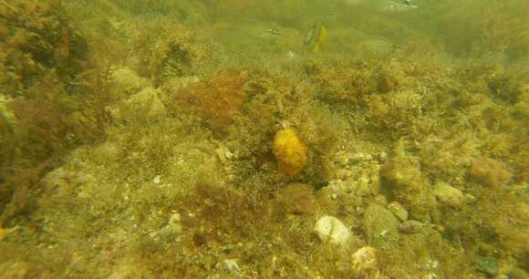 Image of Horseshoe butterflyfish