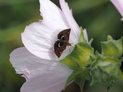 Image of Pyrausta porphyralis Schiffermüller 1775