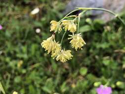 Image of Yellow Woodrush