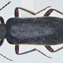 Image of Stereopalpus rufipes Casey 1895