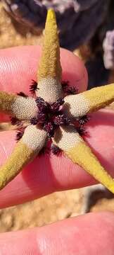 Image of Ceropegia penduliflora subsp. penduliflora