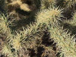 Image of jumping cholla