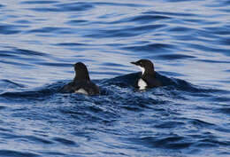 Image of Craveri's Murrelet