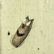 Image of Sunflower Bud Moth