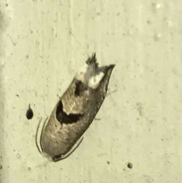 Image of Sunflower Bud Moth