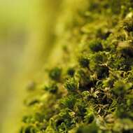 Image of Ontario rhodobryum moss