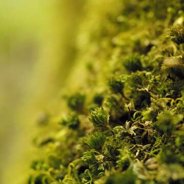 Image of Ontario rhodobryum moss