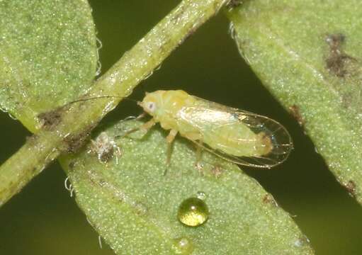 Image of Jumping plantlice