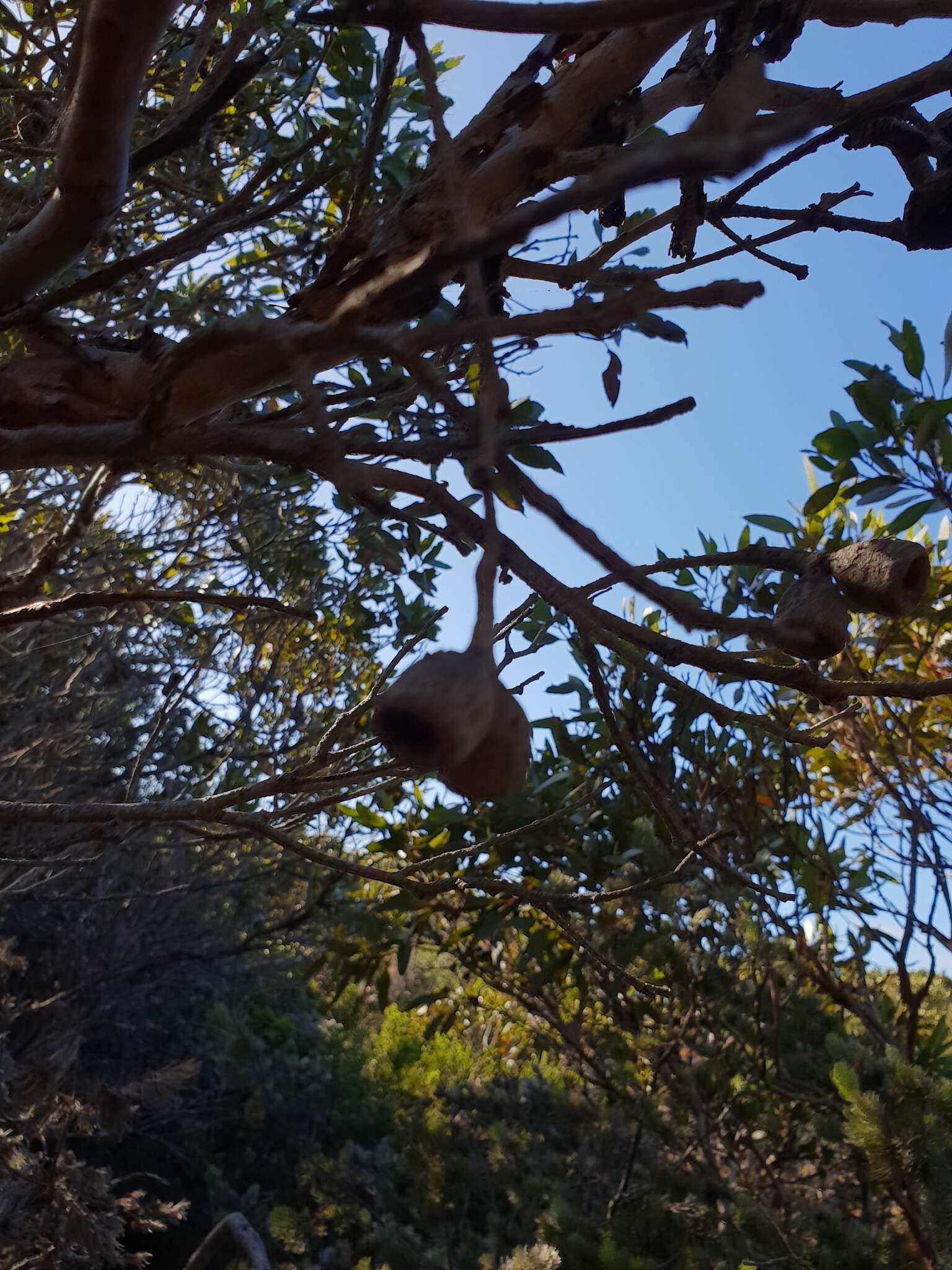 Image of Eucalyptus angulosa Schauer