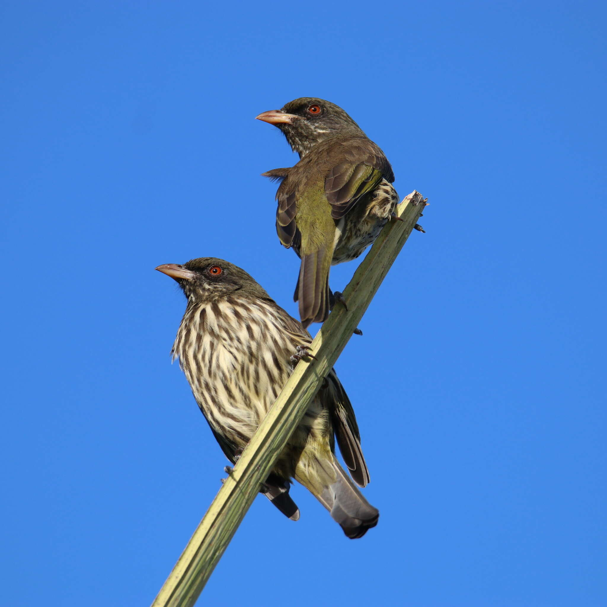 Image of palmchats