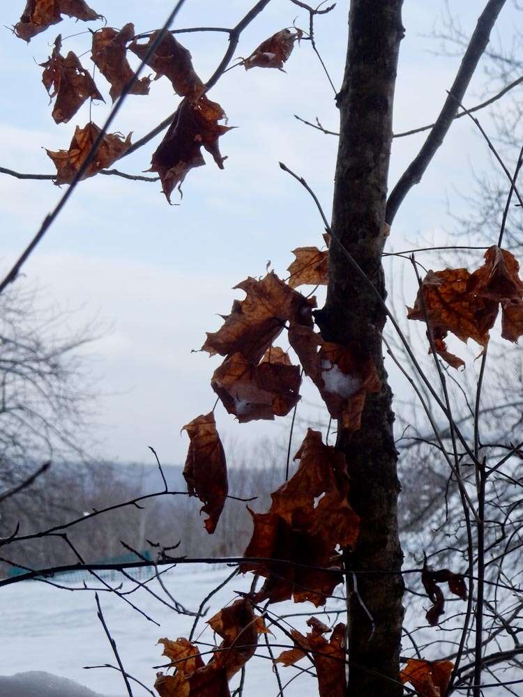 Image of sugar maple