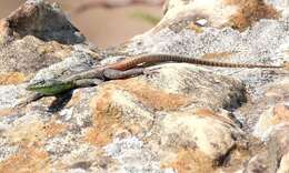 Image of Common Flat Lizard