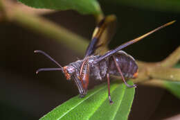 صورة Euclimacia gerstaeckeri Banks 1920