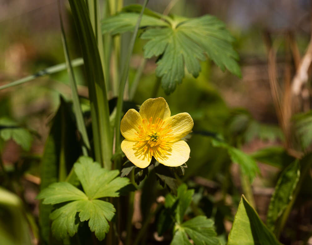 Image of American globeflower