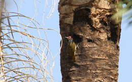 Image of Fine-spotted Woodpecker