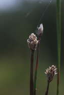 Image of Flat-Stem Spike-Rush