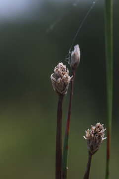 Image of Flat-Stem Spike-Rush