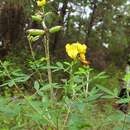 Слика од Crotalaria cajanifolia Kunth