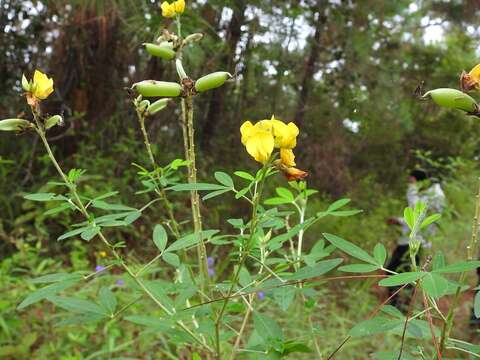 Crotalaria cajanifolia Kunth resmi