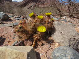 Imagem de Tephrocactus weberi (Speg.) Backeb.