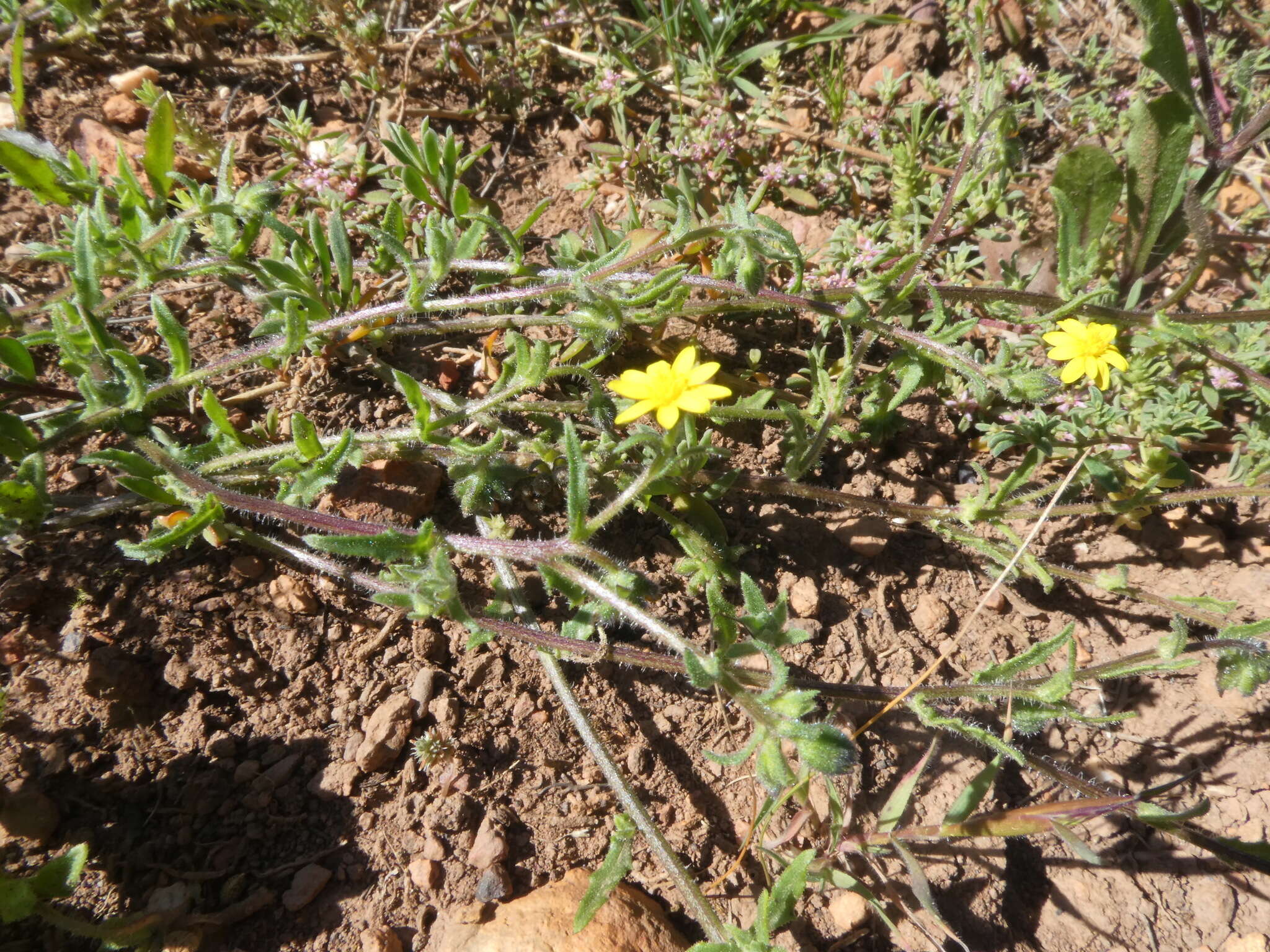 Imagem de Gorteria piloselloides (Cass.) Stångb. & Anderb.