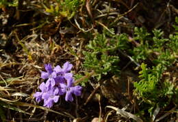 Image of Glandularia venturii (Moldenke) Botta