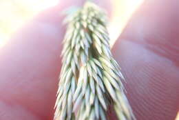 Image of fire reedgrass