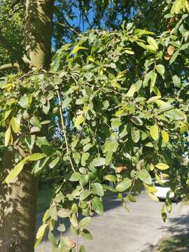 Image of roble beech