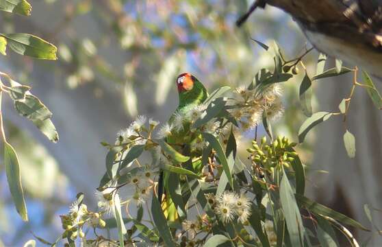 Image of Little Lorikeet