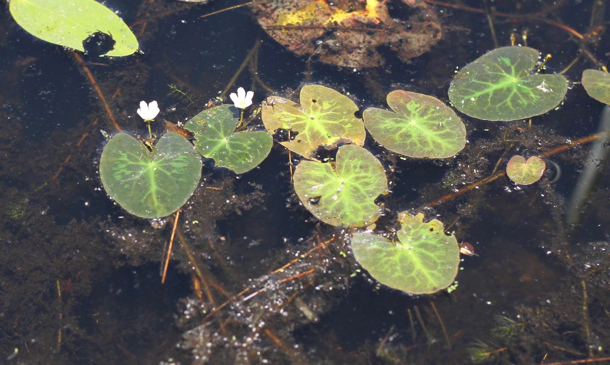 Image of Little Floatingheart