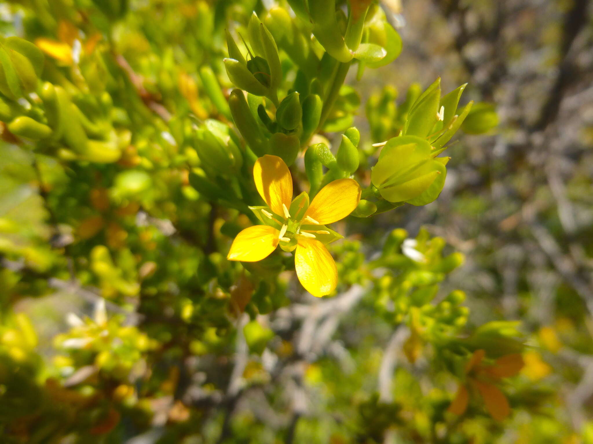 Image of Roepera aurantiaca Lindl.