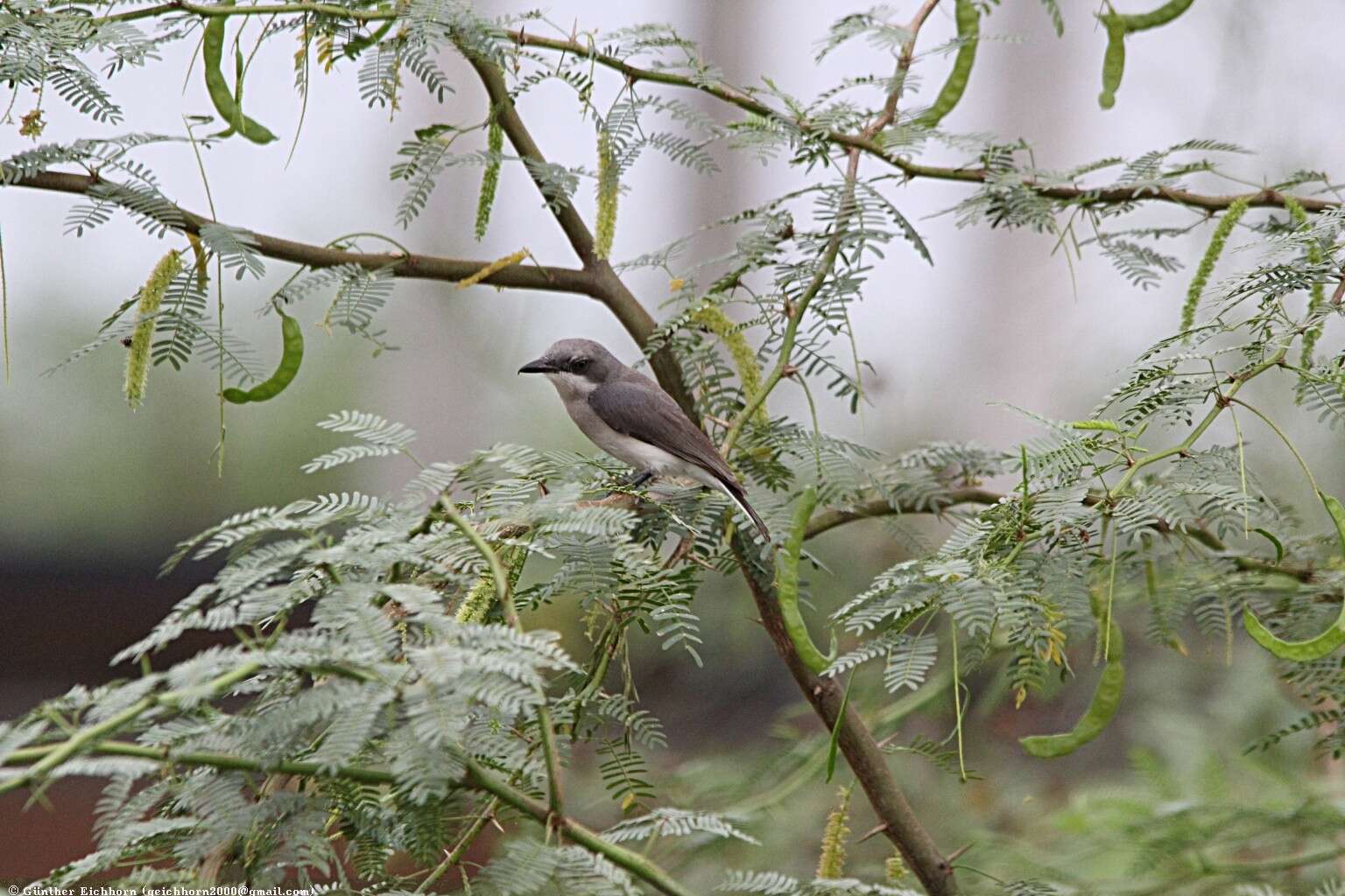 Image de Tephrodornis affinis Blyth 1847