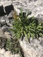 Image of Solidago simplex var. ontarioensis (Ringius) G. S. Ringius