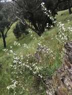 Image of Malva weinmanniana (Besser ex Rchb.) Conran