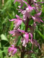 Image de Orchis mascula subsp. speciosa (Mutel) Hegi