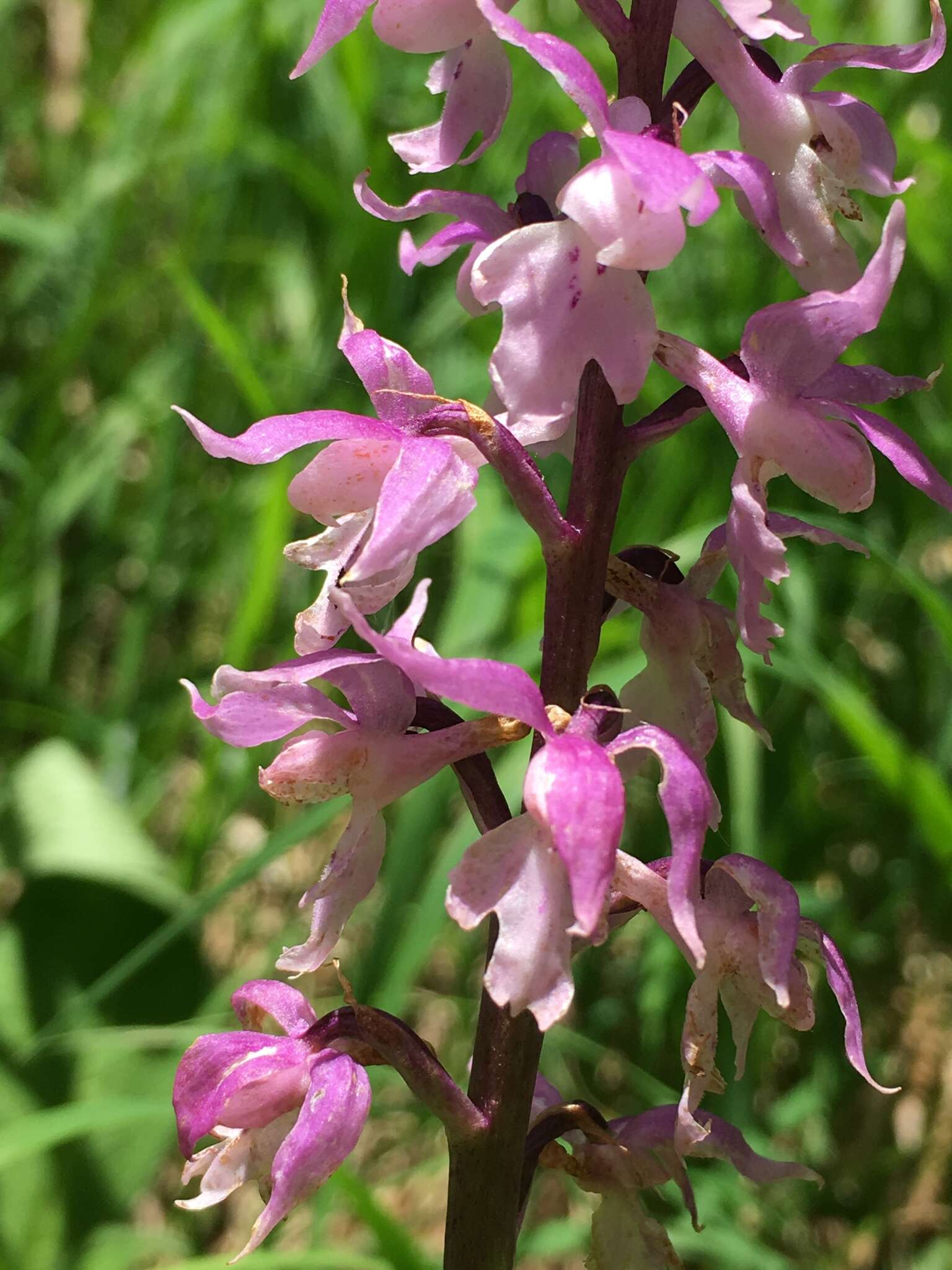 Image de Orchis mascula subsp. speciosa (Mutel) Hegi